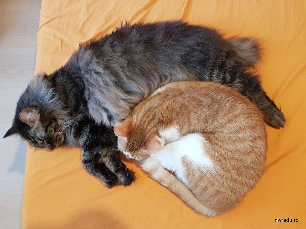 pisici spooning