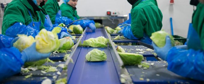 Tur de fabrică: salate la Eisberg